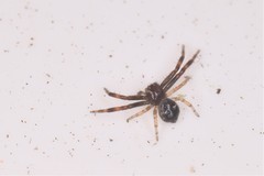 Synema globosum