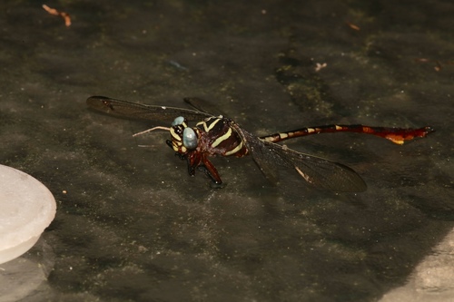 Two-striped Forceptail photo 3