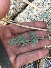 Lomatium rigidum