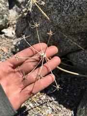 Lomatium rigidum