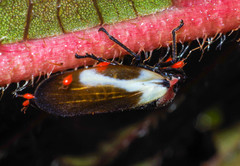 Sphenorhina quadrifera
