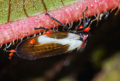 Sphenorhina quadrifera