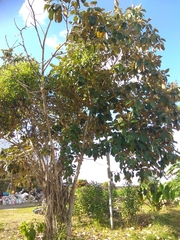 Miconia argentea