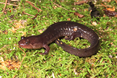 Desmognathus brimleyorum