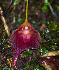 Masdevallia angulata