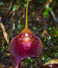 Masdevallia angulata