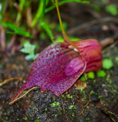 Masdevallia angulata