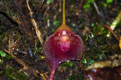 Masdevallia angulata