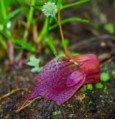 Masdevallia angulata