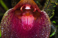 Masdevallia angulata