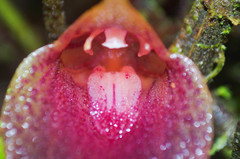 Masdevallia angulata