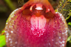 Masdevallia angulata