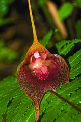 Masdevallia angulata