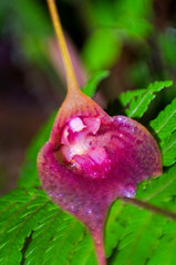 Masdevallia angulata