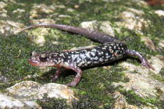 Plethodon caddoensis