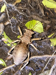 Enyaliopsis