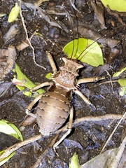 Enyaliopsis