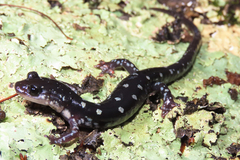 Plethodon fourchensis