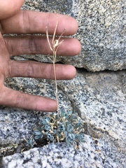 Boechera depauperata