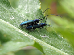 Agapanthiola leucaspis