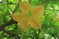 Brugmansia × cubensis