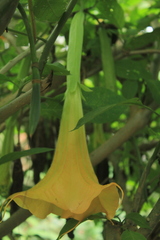 Brugmansia × cubensis