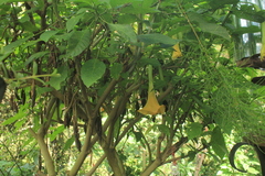 Brugmansia × cubensis