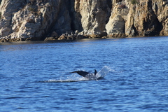 Delphinus