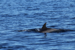 Delphinus