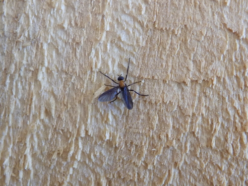 Lovebug