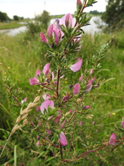 Ononis spinosa spinosa