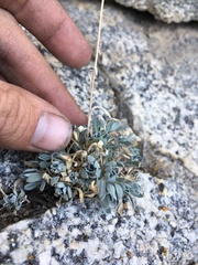 Boechera depauperata