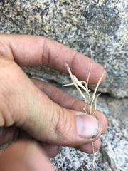 Boechera depauperata