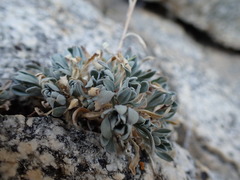 Boechera depauperata