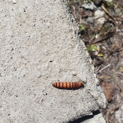 Cactoblastis cactorum