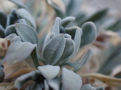 Boechera depauperata