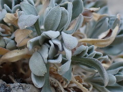 Boechera depauperata