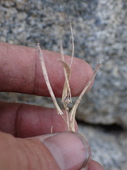 Boechera depauperata