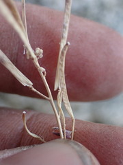 Boechera depauperata