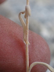 Boechera depauperata