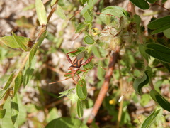 Crinocerus sanctus