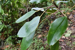 Oreopanax arcanus