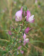 Ononis spinosa spinosa
