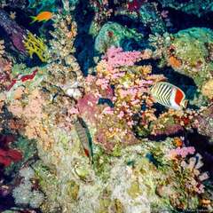 Chaetodon paucifasciatus