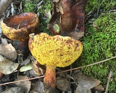 Aureoboletus flaviporus