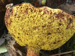 Aureoboletus flaviporus