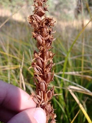 Platanthera dilatata albiflora