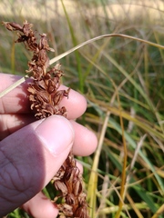 Platanthera dilatata albiflora