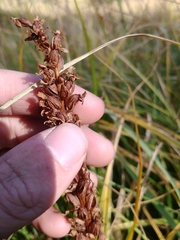 Platanthera dilatata albiflora