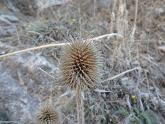 Dipsacus comosus